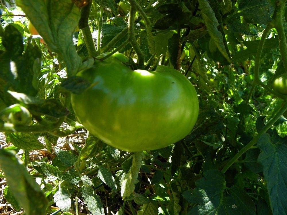 Photo of Tomato (Solanum lycopersicum 'Porterhouse') uploaded by Newyorkrita
