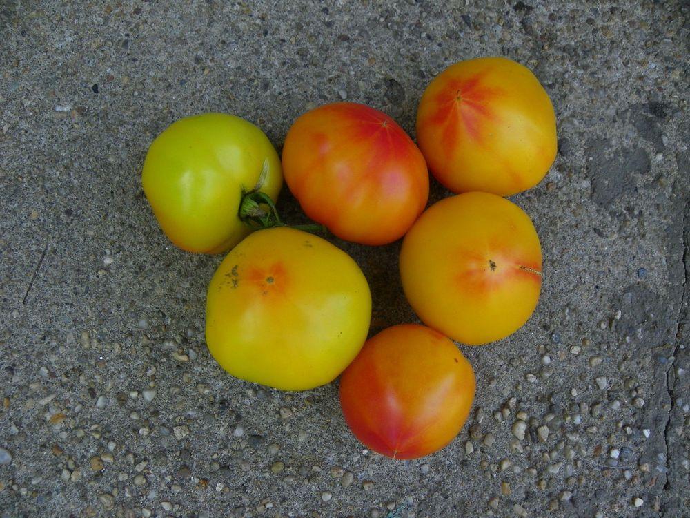 Photo of Tomato (Solanum lycopersicum 'Hillbilly') uploaded by Newyorkrita