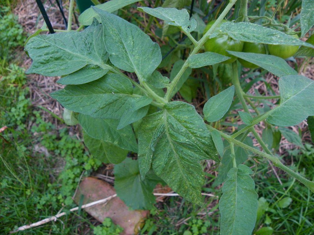 Photo of Tomato (Solanum lycopersicum 'Japanese Trifele Black') uploaded by Newyorkrita