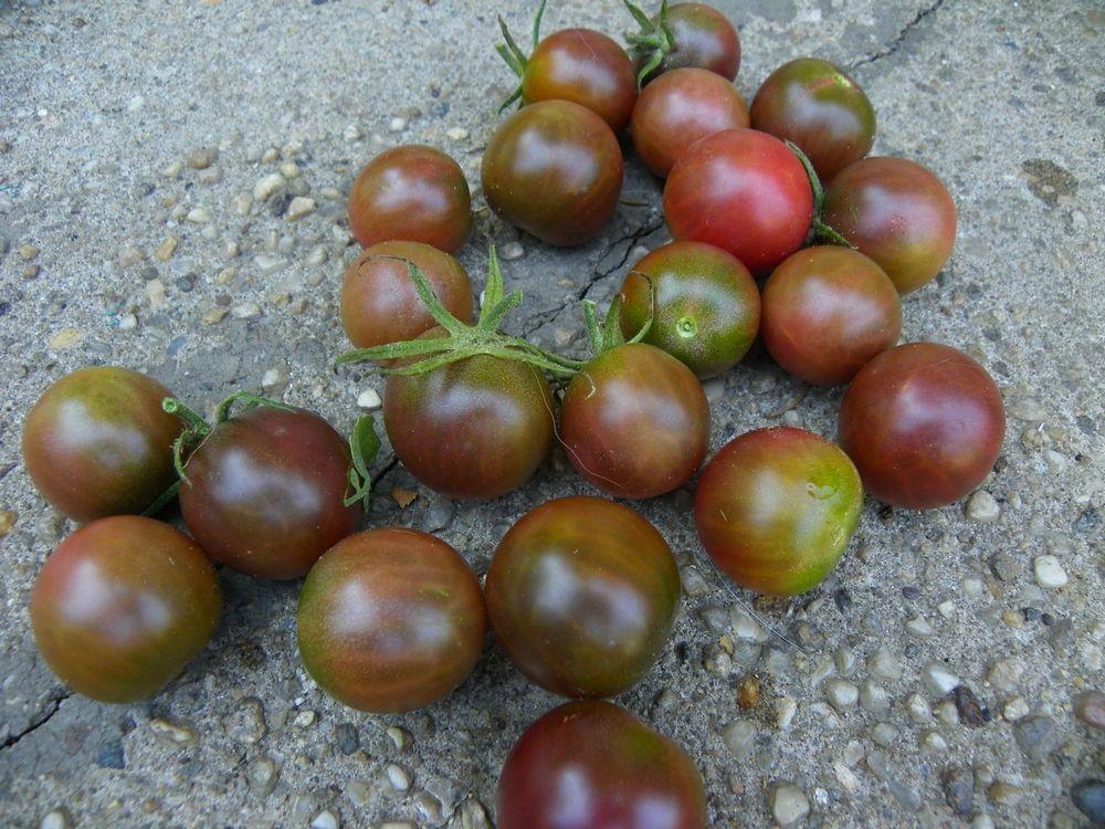 Photo of Tomato (Solanum lycopersicum 'Black Cherry') uploaded by Newyorkrita