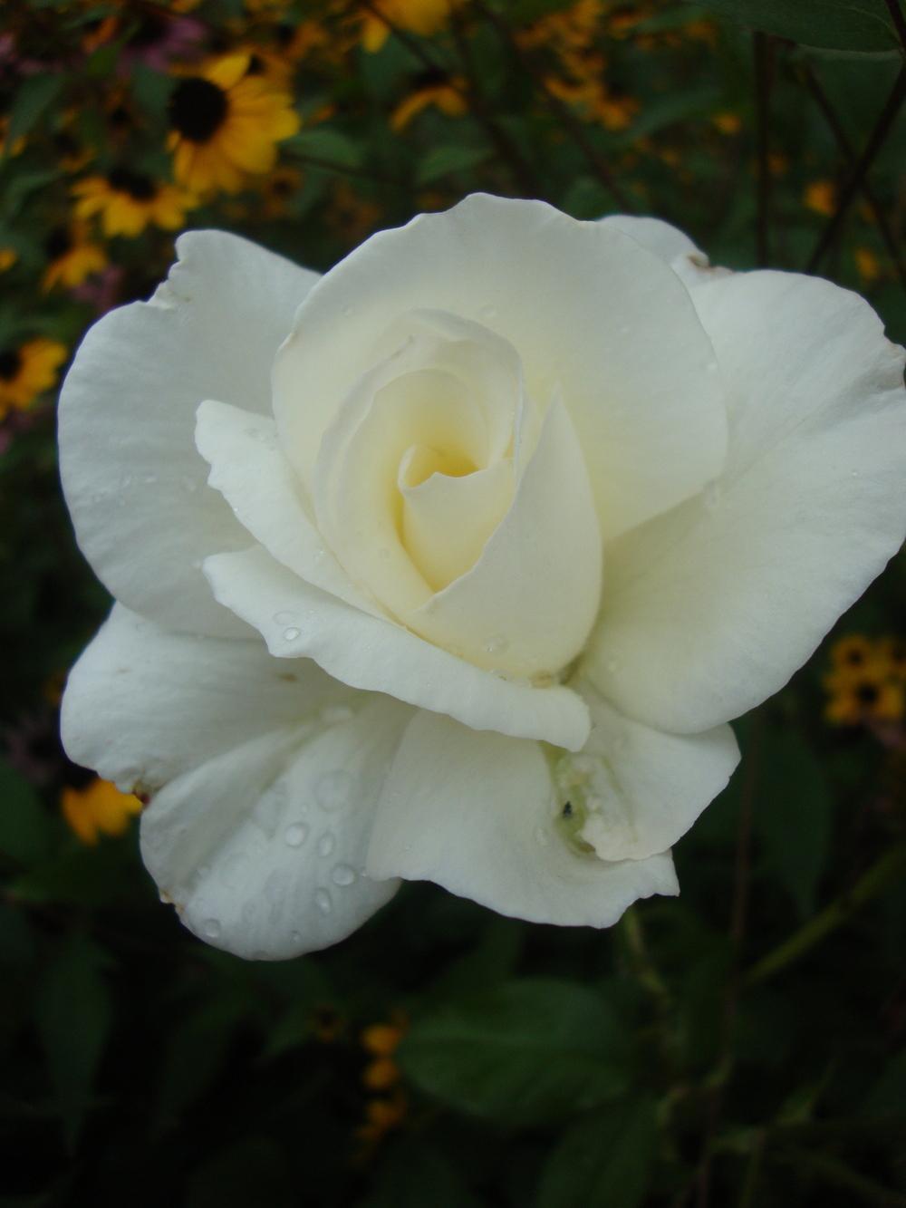 Photo of Rose (Rosa 'Honor') uploaded by Paul2032