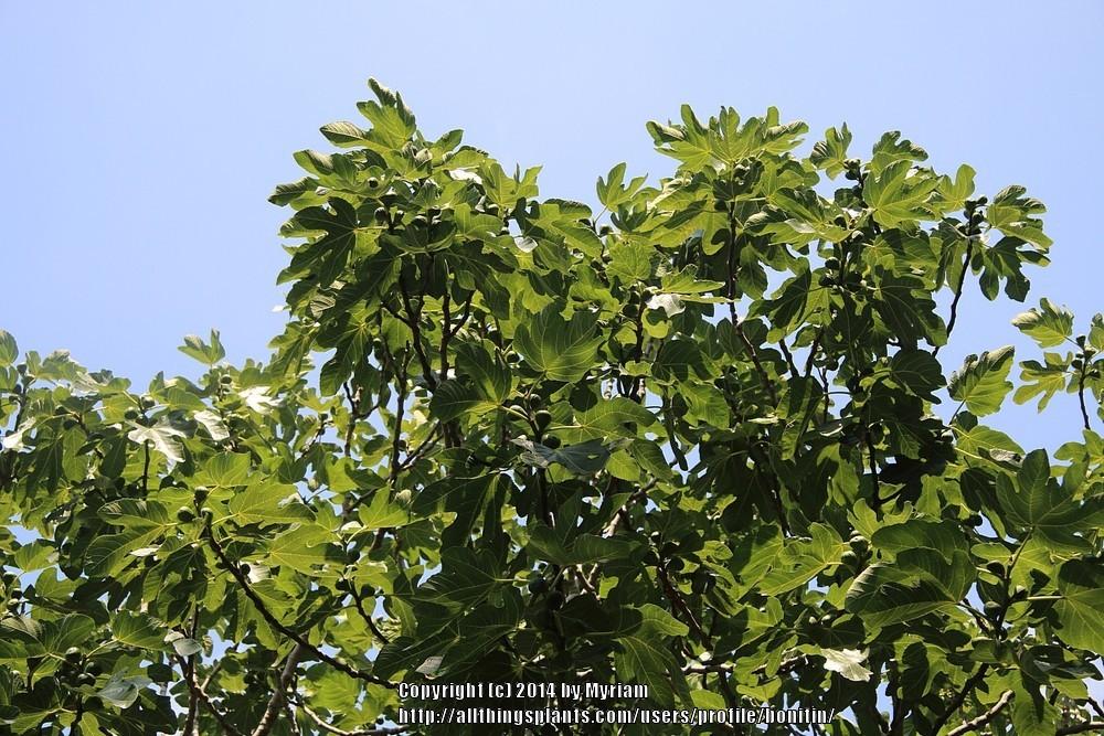 Photo of Figs (Ficus carica) uploaded by bonitin
