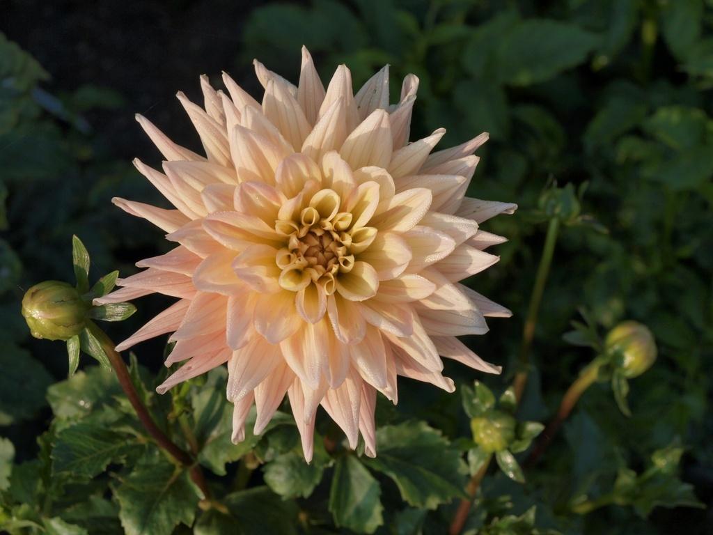 Photo of Dahlia 'Peaches and Cream' uploaded by frankrichards16