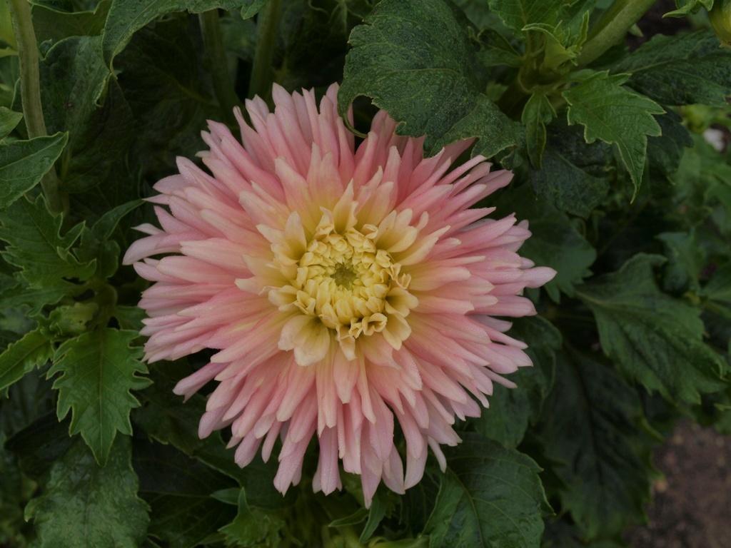 Photo of Dahlia 'Just Married' uploaded by frankrichards16
