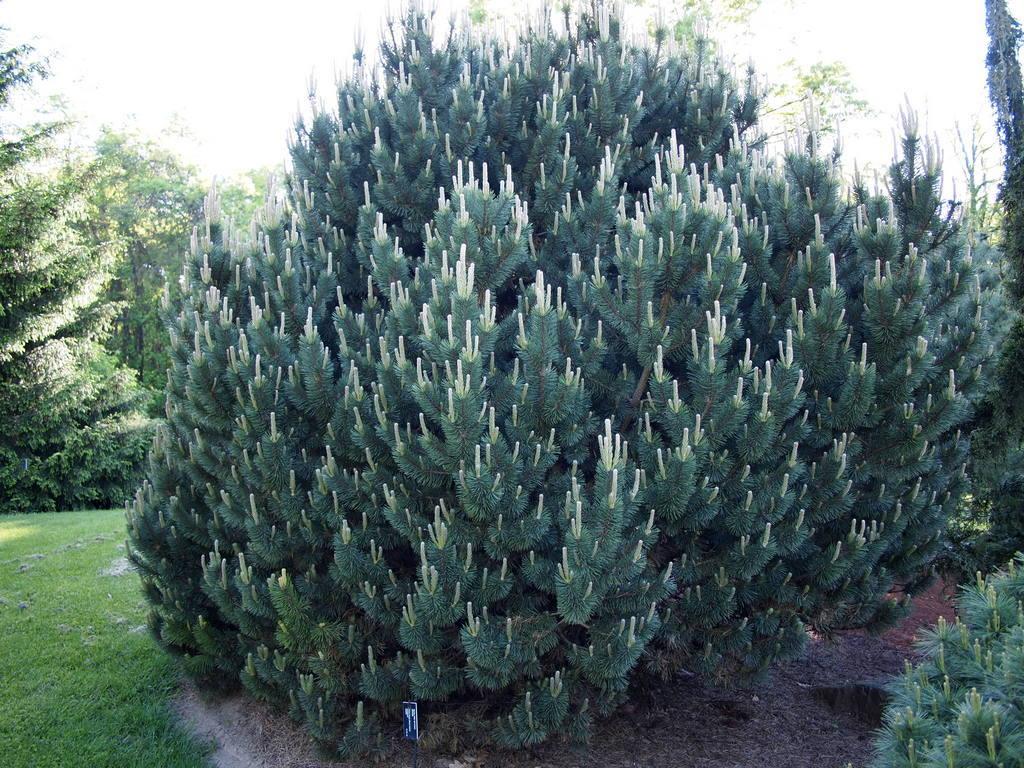 Photo of Mugo Pine (Pinus mugo 'Rock Island Compact') uploaded by frankrichards16