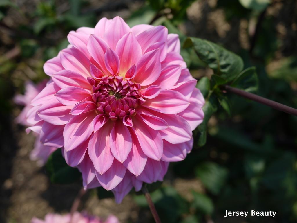 Photo of Dahlia 'Jersey's Beauty' uploaded by frankrichards16