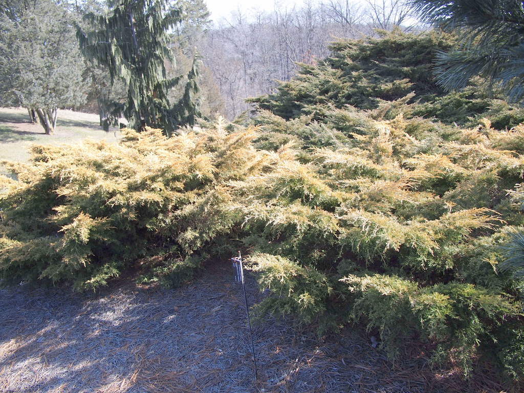 Photo of Pfitzer's Juniper (Juniperus x pfitzeriana 'Saybrook Gold') uploaded by frankrichards16