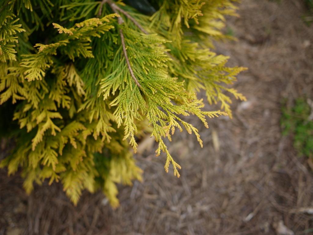 Photo of Western Red Cedar (Thuja plicata '4 Ever Goldy') uploaded by frankrichards16