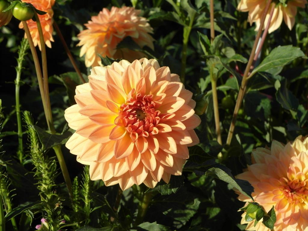 Photo of Dahlia 'Country Sweetheart' uploaded by frankrichards16