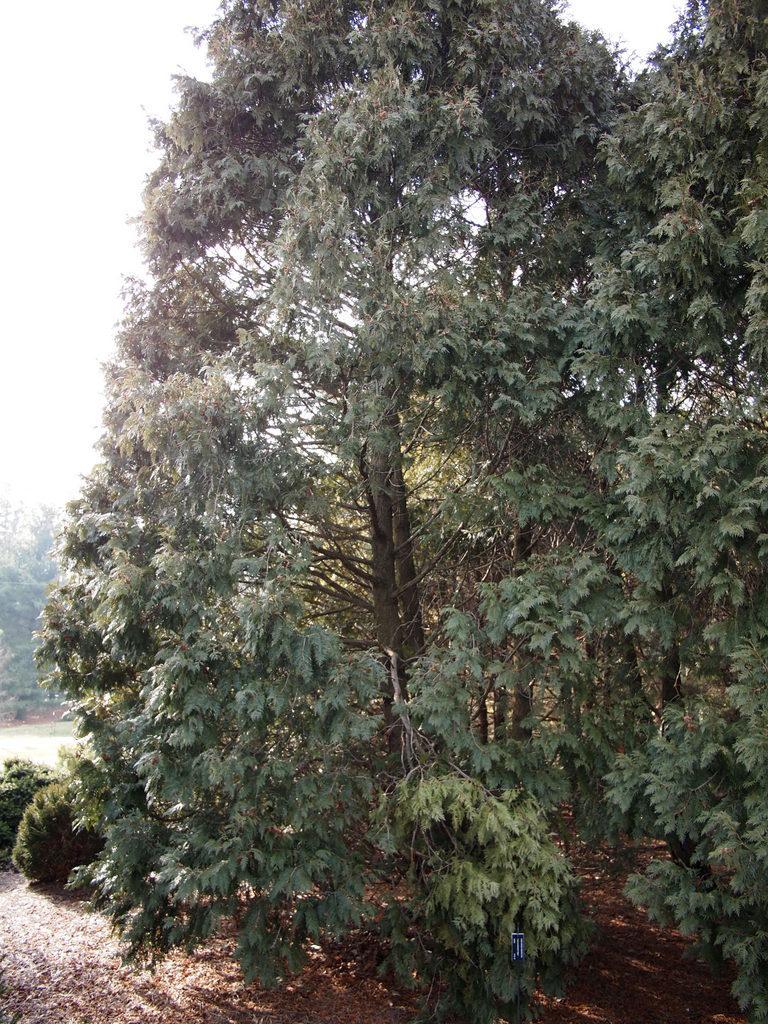 Photo of American Arborvitae (Thuja occidentalis 'Nigra') uploaded by frankrichards16