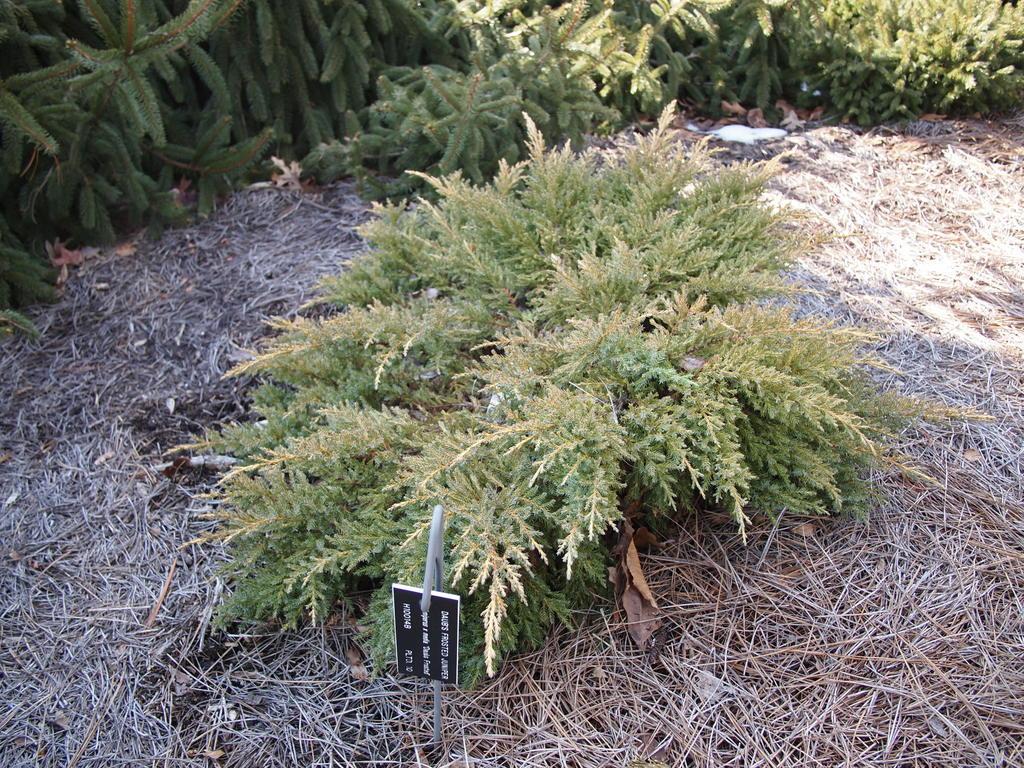 Photo of Chinese Juniper (Juniperus x pfitzeriana 'Daub's Frosted') uploaded by frankrichards16
