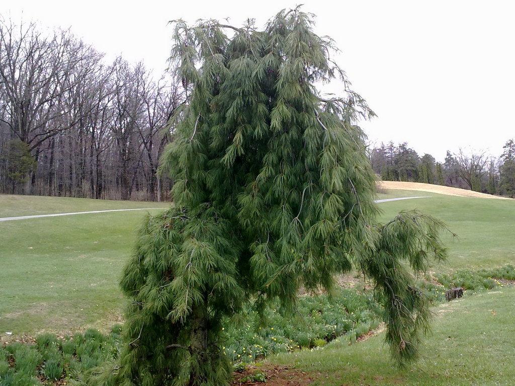 Photo of Weeping White Pine (Pinus strobus 'Pendula') uploaded by frankrichards16