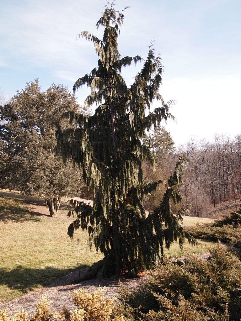 Photo of Weeping Alaska Cedar (Xanthocyparis nootkatensis 'Pendula') uploaded by frankrichards16