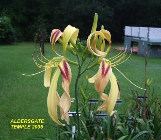 Photo of Daylily (Hemerocallis 'Aldersgate') uploaded by spunky1