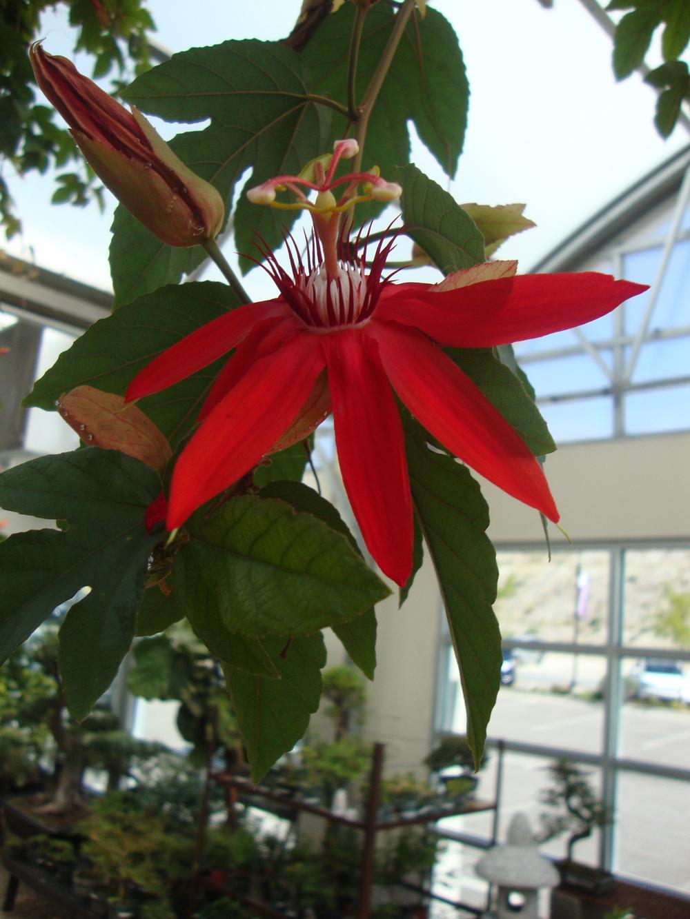 Photo of Red Passion Flower (Passiflora coccinea) uploaded by Paul2032