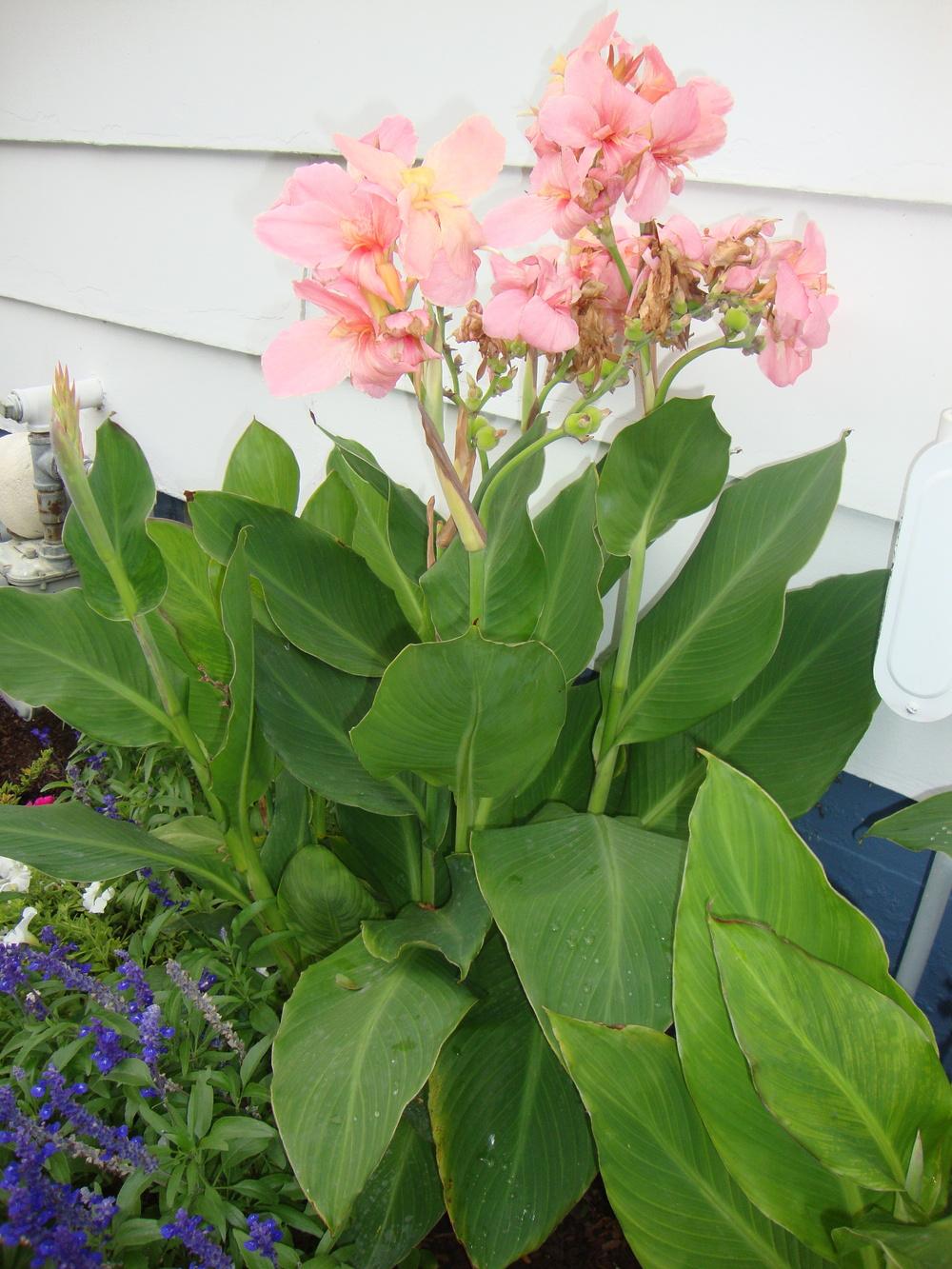Photo of Cannas (Canna) uploaded by Paul2032