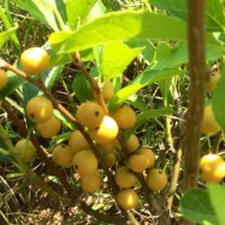 Location: Medina, TN
Date: August 2014
'Berry Heavy Gold' winterberry already has yellow berries on a yo