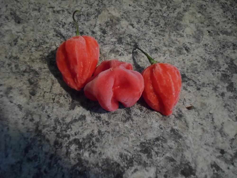 Photo of Ghost Pepper (Capsicum chinense) uploaded by herbie43