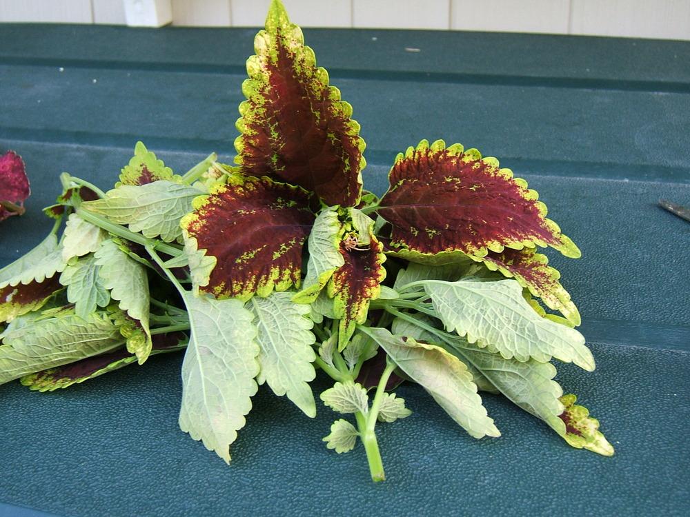 Photo of Coleus (Coleus scutellarioides 'Beckwith's Gem') uploaded by pirl