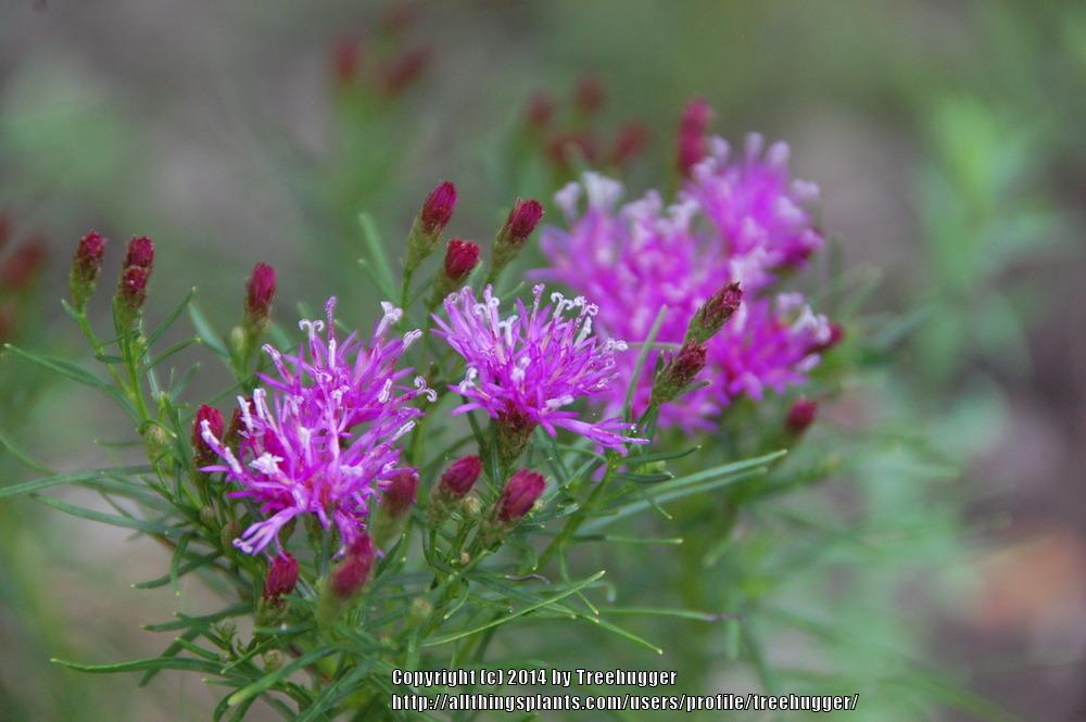 Photo of Narrowleaf Ironweed (Vernonia lettermannii 'Iron Butterfly') uploaded by treehugger