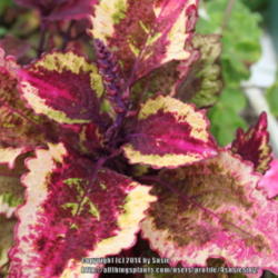 Location: My Garden
Date: 2014-08-29
This is the color of this coleus in a cool summer, full sun.