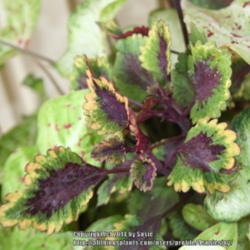 Location: My Garden
Date: 2014-08-29
These colors of this coleus in the shade.