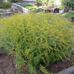 Location: Hamilton Square Perennial Garden, Historic City Cemetery, Sacramento CA.
Date: 2014-08-29
This goldenrod cultivars name is spot on.