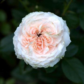 Photo of Rose (Rosa 'Blush Flower Circus') uploaded by Mike