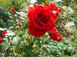 Thumb of 2014-08-29/Roses_R_Red/11d2bc