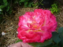Thumb of 2014-08-29/Roses_R_Red/a6c93f