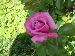 Thumb of 2014-08-29/Roses_R_Red/c827ad