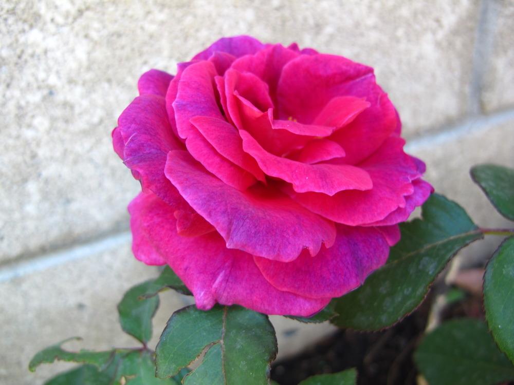 Photo of Rose (Rosa 'Voluptuous!') uploaded by mattmackay22