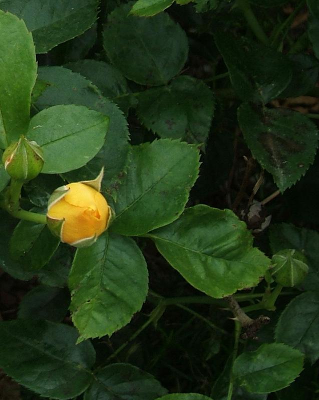 Photo of Floribunda Rose (Rosa 'Julia Child') uploaded by pirl