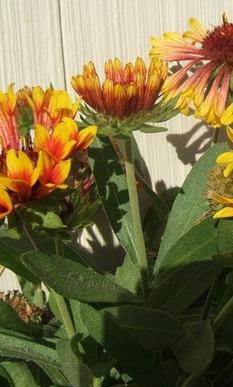 Photo of Blanket Flower (Gaillardia 'Fanfare') uploaded by pirl