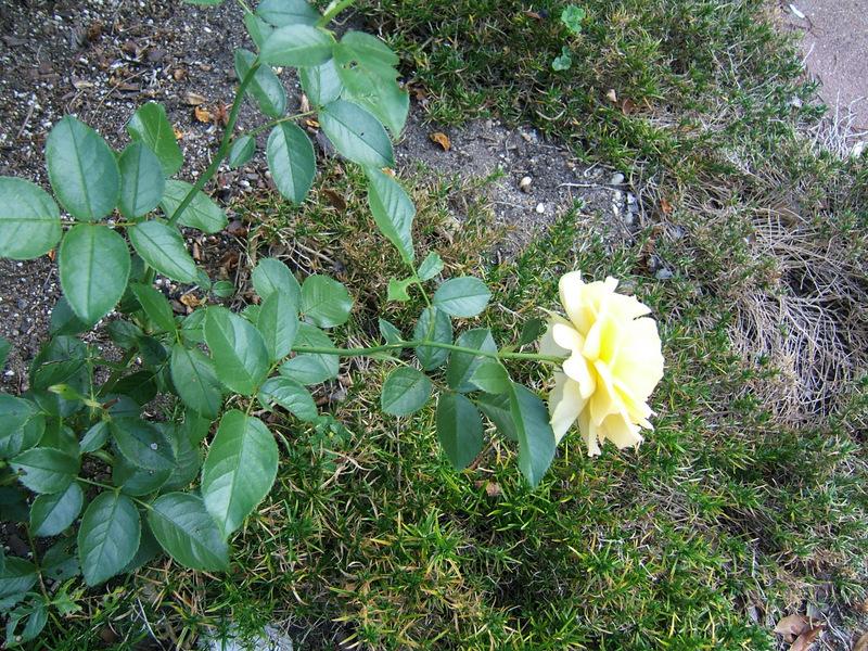Photo of Floribunda Rose (Rosa 'Julia Child') uploaded by pirl