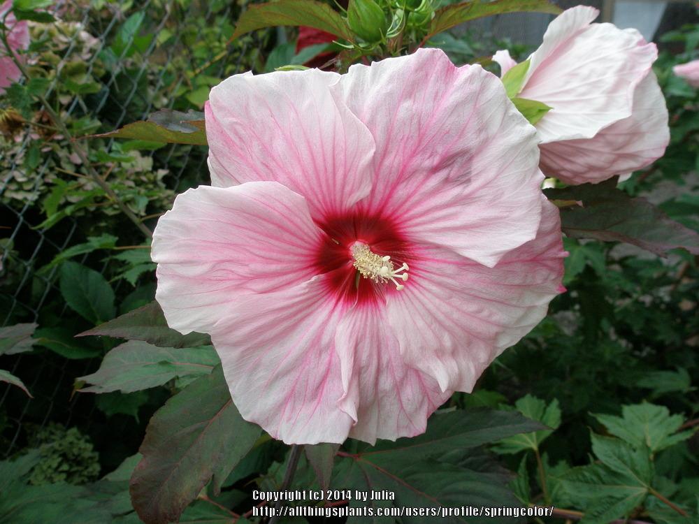 Photo of Hybrid Hardy Hibiscus (Hibiscus 'Kopper King') uploaded by springcolor