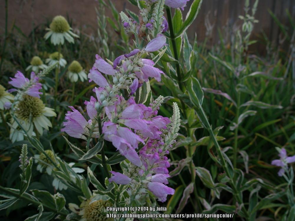Photo of Variegated Obedient Plant (Physostegia virginiana 'Variegata') uploaded by springcolor