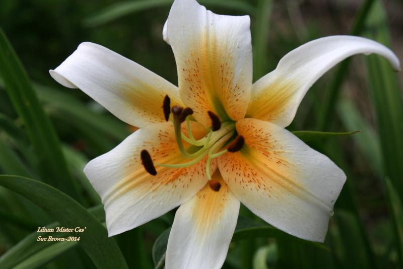 Photo of Lily (Lilium 'Mister Cas') uploaded by Calif_Sue