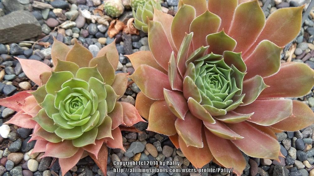 Photo of Hen and Chicks (Sempervivum 'Othello') uploaded by Patty