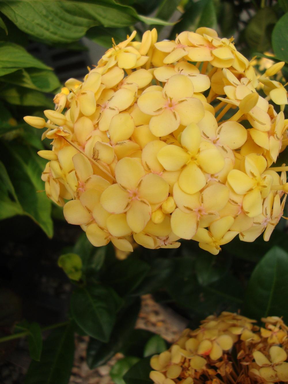 Photo of Flame of the Woods (Ixora coccinea 'Maui Yellow') uploaded by Paul2032
