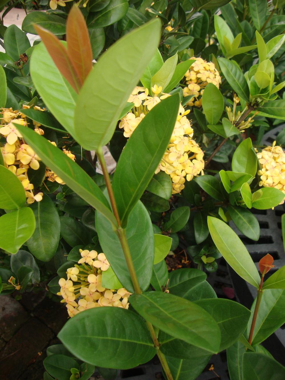 Photo of Flame of the Woods (Ixora coccinea 'Maui Yellow') uploaded by Paul2032