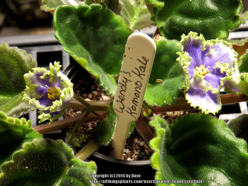 Photo of African Violet (Streptocarpus 'Wendy's Kamono Kale') uploaded by TennesseeDave