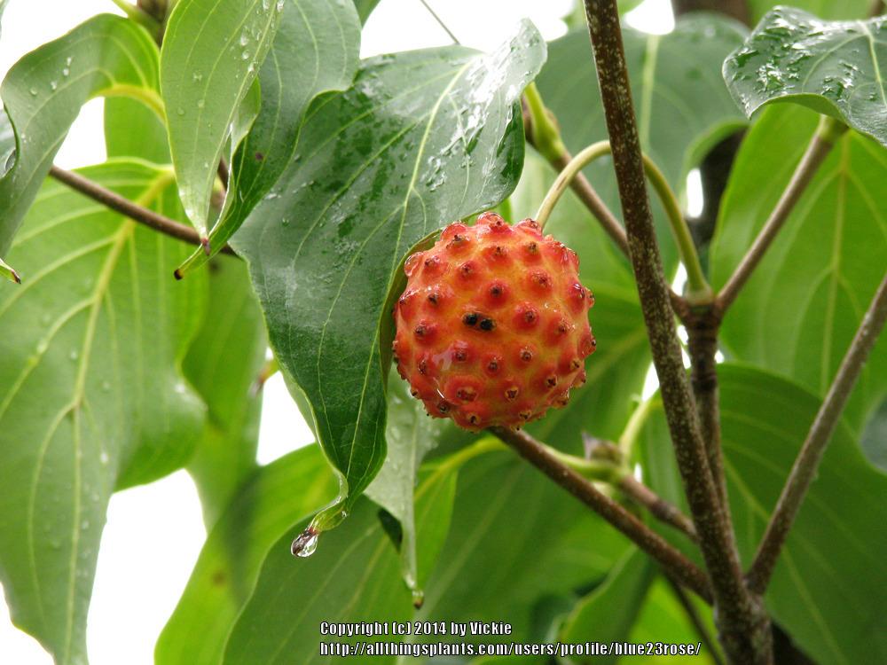 Photo of Chinese Dogwood (Cornus kousa subsp. chinensis Galilean®) uploaded by blue23rose