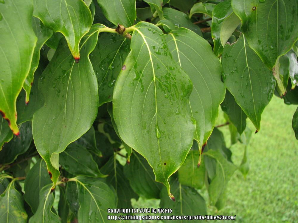 Photo of Chinese Dogwood (Cornus kousa subsp. chinensis Galilean®) uploaded by blue23rose