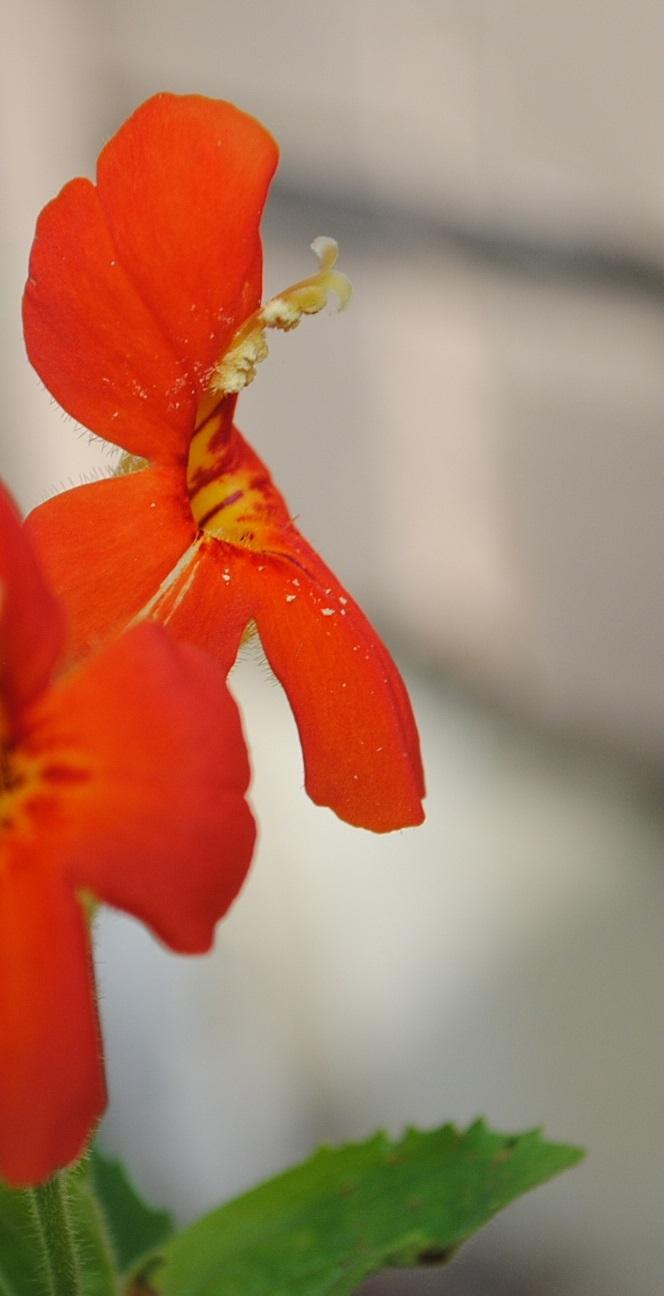Photo of Scarlet Monkey Flower (Erythranthe cardinalis) uploaded by chelle