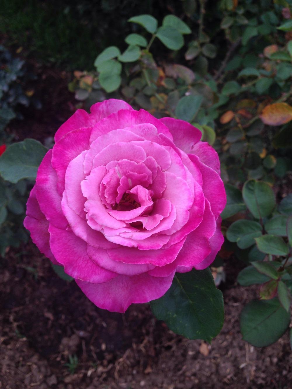 Photo of Rose (Rosa 'Tutu Mauve') uploaded by mattmackay22