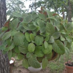Location: It's really a nice plant when it's not blooming.  The foliage is soft and fuzzy with pink stems and a pink back on the leaves.
Date: 2013-05-10
