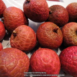 
Date: 2014-08-29
fresh lychee from store