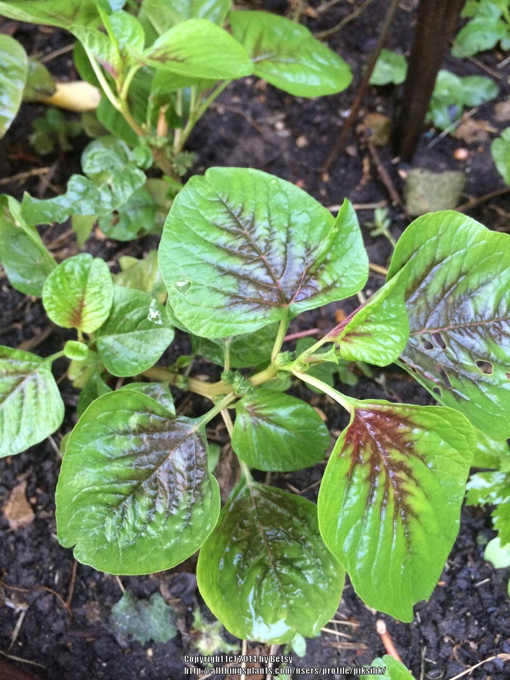 Photo of Chinese Spinach) (Amaranthus viridis 'Red Stripe Leaf') uploaded by piksihk