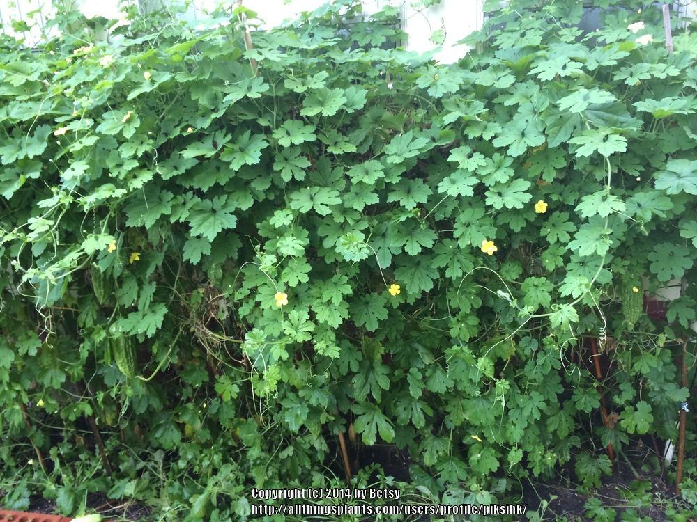 Photo of Bitter Gourd (Momordica charantia) uploaded by piksihk